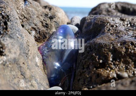 Gestrandete Portugiesische Galeere (Physalia physalis), Gran Canaria, Espagnol, San Agustin Banque D'Images