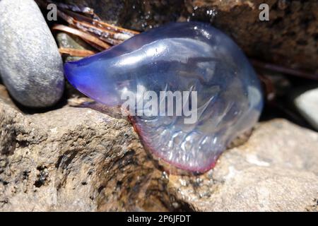 Gestrandete Portugiesische Galeere (Physalia physalis), Gran Canaria, Espagnol, San Agustin Banque D'Images