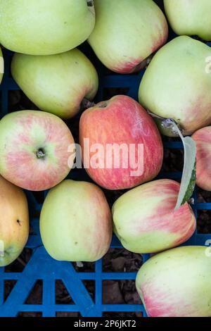 Vue depuis le dessus des pommes vertes et rouges fraîchement cueillies dans une caisse en plastique bleu. Banque D'Images