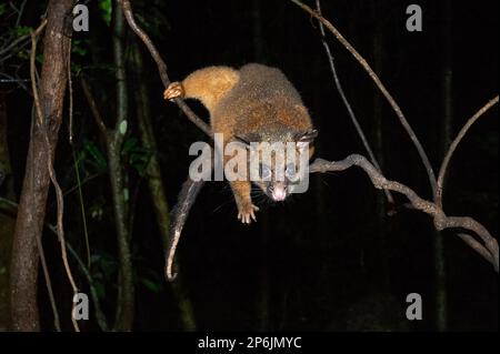 La queue de champignon commune (Trichosurus vulpecula) perchée sur un membre la nuit dans la forêt tropicale, Atherton Tablelands, Far North Queensland, FNQ, QLD, Banque D'Images