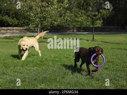 Les chiens adorables jouent avec le disque volant dans le parc Banque D'Images