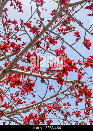 Cotonnier rouge avec fleurs contre ciel bleu, gros plan Banque D'Images