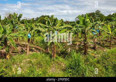 Cariari, Costa Rica - bananes mûrissant dans une plantation du nord-est du Costa Rica. Les sacs en plastique bleu sont utilisés pour protéger les bananes du soleil et Banque D'Images