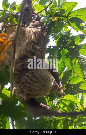 Guapiles, Costa Rica - Un sloth à deux doigts de Hoffmann (Choloepus hoffmanni). Banque D'Images