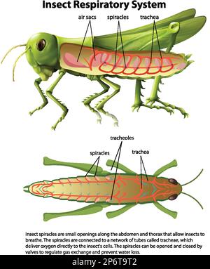 Illustration du schéma du système respiratoire de la sauterelle Illustration de Vecteur