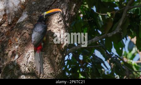 vue rapprochée d'un aracari à bec ardent dans un arbre à manuel antonio, costa rica Banque D'Images