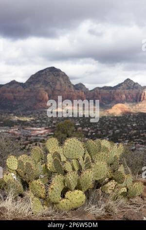 Cactus au bord d'une falaise à Sedona, Arizona. Banque D'Images