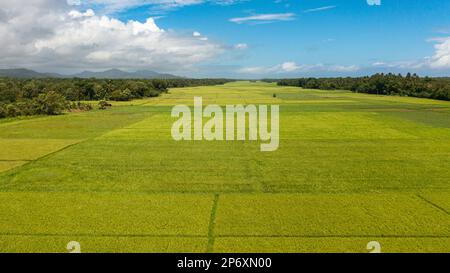 Vue de dessus des champs de riz et des terres agricoles aux Philippines. Banque D'Images