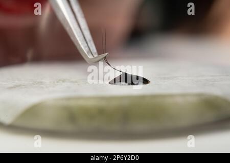 Maître de cils artificiels forme un paquet en colle à goutte avec brucelles 2D. Les extensions de cils fonctionnent avec des pinces, forment une palette, gros plan. Banque D'Images