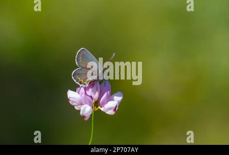 Papillon bleu sur fleur rose, bleu de Reverdin, Plebejus argyrognon Banque D'Images