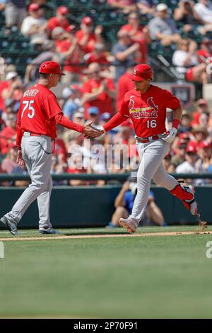 Lakeland FL USA ; St. Louis Cardinals second bassiste Nolan Gorman (16) se classe au sommet du second lors d'un match d'entraînement de printemps de la MLB contre le D Banque D'Images