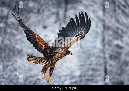 L'aigle à queue blanche dorée avec des ailes ouvertes attaque l'atterrissage en faisant un tour de main isolé avec un chemin d'écrêtage Banque D'Images