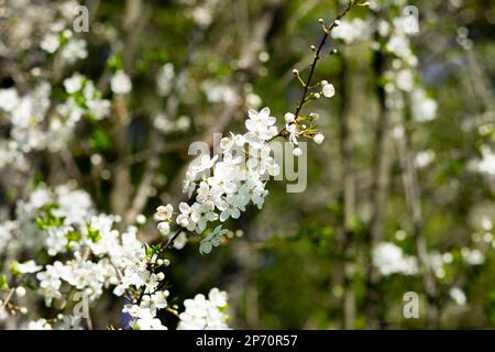 Branches de cerisier en fleur macro avec mise au point douce sur un arrière-plan léger en plein soleil. Belle image florale de la nature printanière vue panoramique Banque D'Images