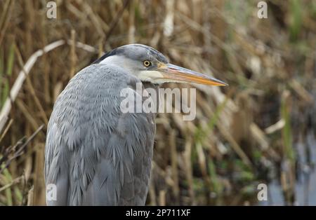 Un gros plan d'un héron gris, Ardea cinerea, chasse à la nourriture dans les roseaux qui poussent au bord d'un lac. Banque D'Images