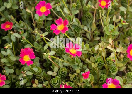 Photo en gros plan de fond rose et jaune. Grandiflora de Portulace, rose de mousse, dans un jardin du Texas central. Banque D'Images