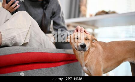 Un chien domestique souriant et adorable est pété par son propriétaire dans le salon. Chien mignon dans le salon avec son patron. Banque D'Images