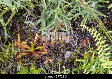 Drosera capensis au Kloof de bain, dans le Cap occidental de l'Afrique du Sud Banque D'Images