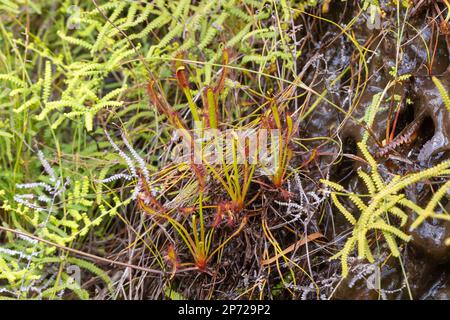 Quelques Cap Sundews (Drosera capensis) dans le Kloof de bain Banque D'Images