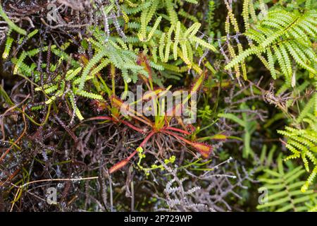 Portrait d'un seul Drosera capensis pris au Kloof de bain, dans le Cap occidental d'Afrique du Sud Banque D'Images