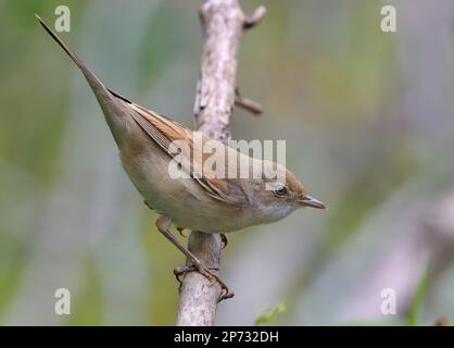 Joli jeune commun whethroat (Curruca communis) posant torsadé sur un petit bâton avec un fond simple Banque D'Images