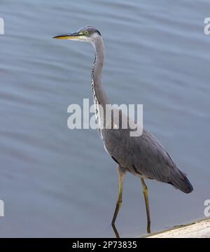 Le jeune héron gris (Ardea cinerea) se dresse dans un étang d'eau peu profonde à la fin de l'été Banque D'Images