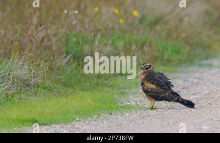 Photo pittoresque du jeune harrier Pallid (Circus macrourus), installé sur la route des prairies à la fin de l'été Banque D'Images