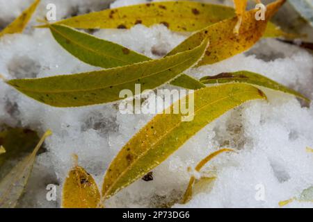 Feuilles jaune-vert du saule, tombées sur la neige. Congelé au début de l'hiver dans une flaque. Magnifique arrière-plan d'hiver. Banque D'Images