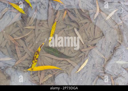 Feuilles jaune-vert du saule, tombées sur la neige. Congelé au début de l'hiver dans une flaque. Magnifique arrière-plan d'hiver. Banque D'Images