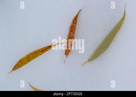 Feuilles jaune-vert du saule, tombées sur la neige. Congelé au début de l'hiver dans une flaque. Magnifique arrière-plan d'hiver. Banque D'Images