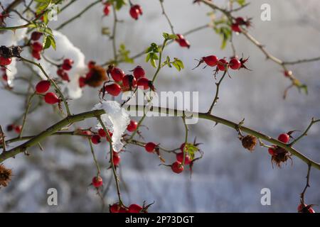 des fruits rouges enneigés des hanches roses en hiver sous la neige par temps ensoleillé. Banque D'Images