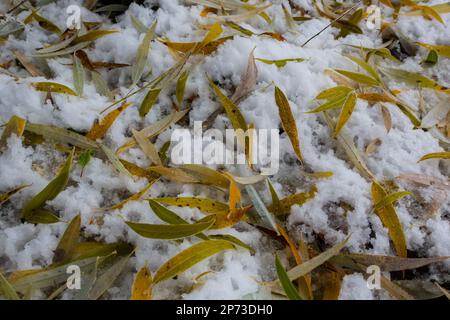 Feuilles jaune-vert du saule, tombées sur la neige. Congelé au début de l'hiver dans une flaque. Magnifique arrière-plan d'hiver. Banque D'Images