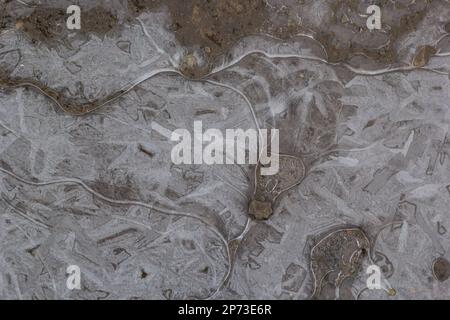 de l'eau magnifiquement congelée dans une flaque. bulles d'air à l'intérieur de la glace. boue gelée. Banque D'Images