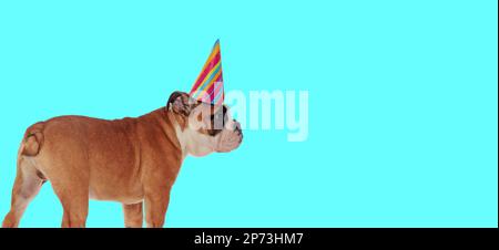 Photo d'un adorable chien bulldog anglais portant un chapeau d'anniversaire et regardant à côté dans une séance photo sur le thème des animaux Banque D'Images