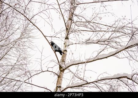 Crow dans une forêt enneigée sur une branche de bouleau Banque D'Images