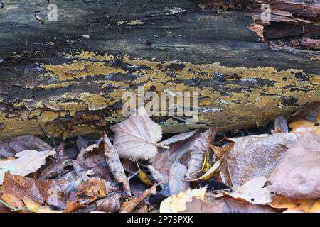 Crustoderma dryinum, un champignon de la croûte de Finlande, pas de nom anglais commun Banque D'Images