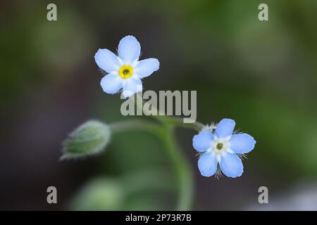 Field Forget-me-not, Myosotis arvensis, également connu sous le nom de Common Forget-me-not, fleur sauvage de Finlande Banque D'Images