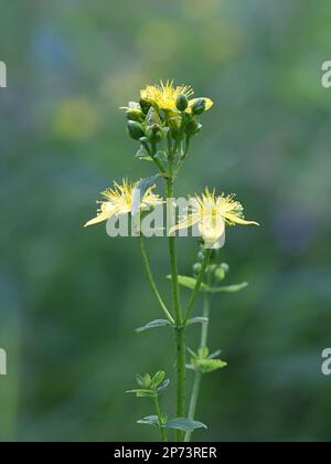 Hypericum maculatum, communément connu sous le nom de millepertuis ou de Saint-Jean Johnswort, une plante médicinale traditionnelle sauvage de Finlande Banque D'Images