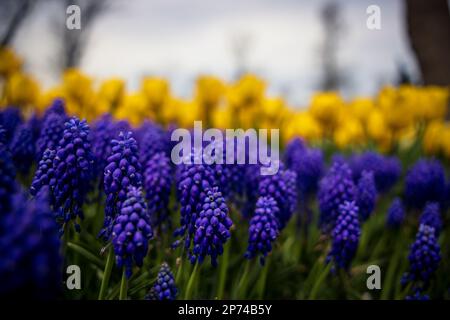 Muscari armeniacum ou jacinthes de raisin dans le parc avec des tulipes jaunes sur le fond. Photo d'arrière-plan des fleurs du printemps. Banque D'Images