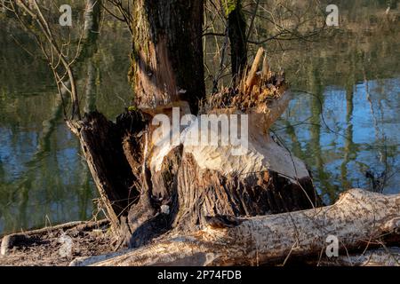 Tronc de l'arbre endommagé par un castor Banque D'Images