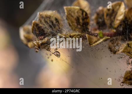 Photo macro de la bande larvaire de la Moth Ermine dans une brousse Banque D'Images