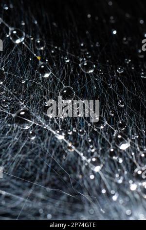 Photo macro de la bande larvaire de la Moth Ermine dans une brousse Banque D'Images