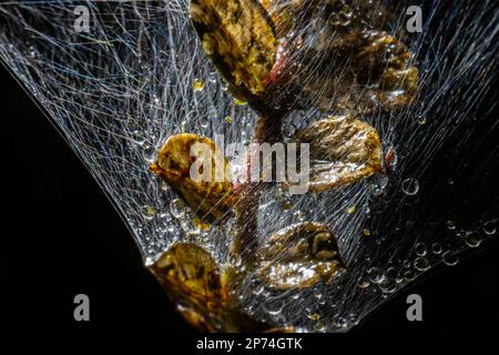 Photo macro de la bande larvaire de la Moth Ermine dans une brousse Banque D'Images