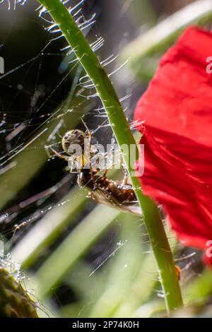 Petite araignée tournant sa toile sur une tige de fleur attaquant un insecte piégé Banque D'Images