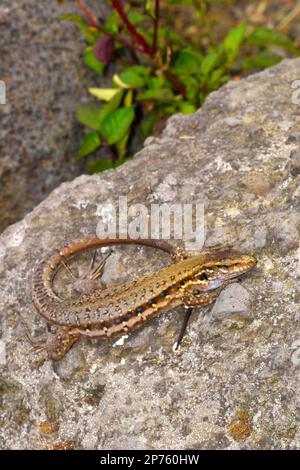 La Palma Lizard, Lizard assez important, Lizard de mur, Lagarto Tizón, Gallotia galloti palmae, Lézard mâle, Lacertidae, Parc national de la Caldera de Taburiente, B Banque D'Images