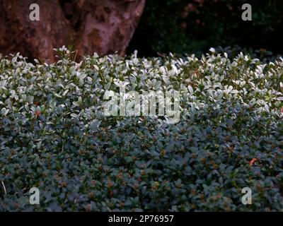 Arbustes de jardin Evergreen avec de petites feuilles formant une haie en hiver. Banque D'Images