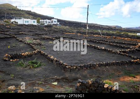 petite cave de vinification locale avec parois rocheuses carrées entourant les vignes et les champs remplis de cendre volcanique picon pour empêcher l'érosion du sol et conserver le vin d'humidité Banque D'Images