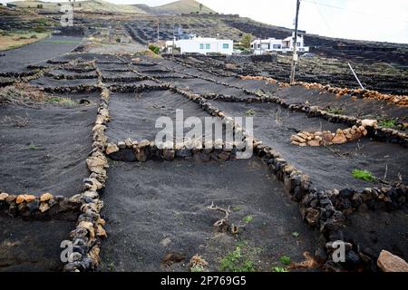 petite cave de vinification locale avec parois rocheuses carrées entourant les vignes et les champs remplis de cendre volcanique picon pour empêcher l'érosion du sol et conserver le vin d'humidité Banque D'Images