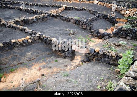 petite cave de vinification locale avec parois rocheuses carrées entourant les vignes et les champs remplis de cendre volcanique picon pour empêcher l'érosion du sol et conserver le vin d'humidité Banque D'Images