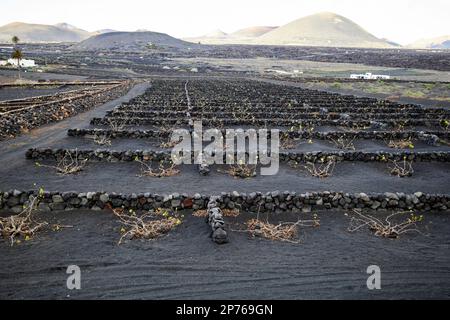 petite cave de vinification locale avec parois rocheuses carrées entourant les vignes et les champs remplis de cendre volcanique picon pour empêcher l'érosion du sol et conserver le vin d'humidité Banque D'Images