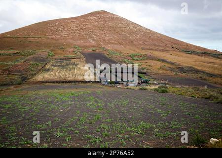 Petite exploitation et champ couvert de cendre de picon volcanique pour retenir l'humidité et empêcher l'érosion du sol pour l'agriculture sur les pentes d'un volcan Lanzarote, Banque D'Images